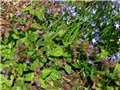 Pulmonaria