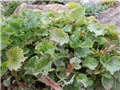 campanula