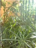 cyperus1