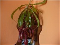 Nepenthes