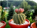 Gymnocalycium baldianum