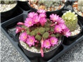 Rebutia perplexa 