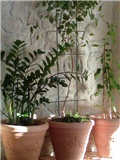 Zamioculcas, benjamin, bugenvilija