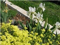 Iris barbata nana