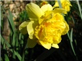 Narcissus - 