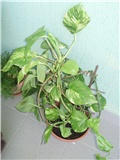 Scindapsus