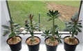 adenium socotranum, dorstenia gigas