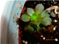 aeonium