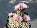 gymnocalycium bruchii