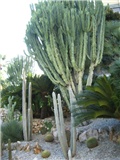KAKTUSI