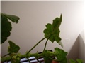 pelargonije