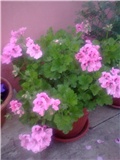 Pelargonija