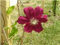 Clematis Niobe