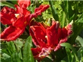 tulipani