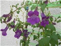 asarina scandens