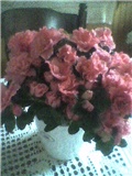 Lantana 
