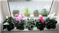 cyclamen persicum