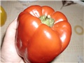crvena babura paprika