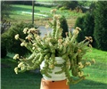 crassula rupestris  marnieriana