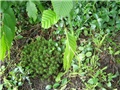 Mahovina
