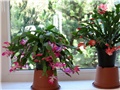 Schlumbergera