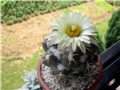 Coryphantha sulcolanata