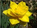 Narcissus - 