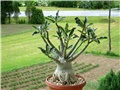 Adenium 