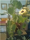 filodendron