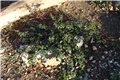 ceanothus