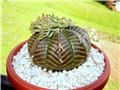 Euphorbia meloformis 