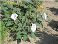 Datura