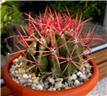 Ferocactus latispinus ?  