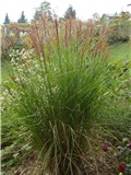 Miscanthus