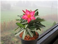 Adenium obesum