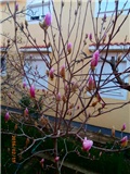 magnolia