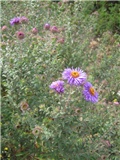 asteri
