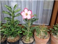 Adenium 
