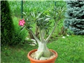 Adenium obesum