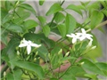 Jasmin