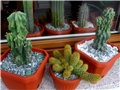 Mammillaria elongata