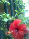 hibiskus