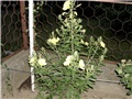 oenothera biensis2