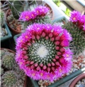 mammillaria spinosissima un pico