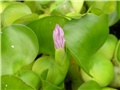 Eichornea crassipes