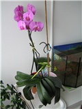 moje orhideje