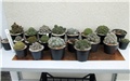 Rebutia 