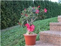 Adenium obesum - hibrid