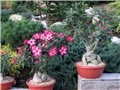 Adenium obesum