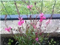 gaura